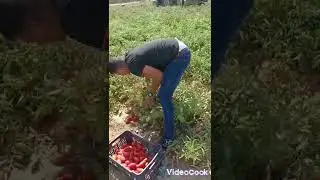 طماطم الصناعية صنف كوموليكس لشركة سينجينطا و موزع من طرف شركة أقروسيد.