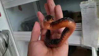 El nuevo integrante: Drymarchon melanurus erebennus 🐍 (mejor conocida como serpiente Indigo)