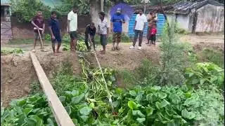 #gogreen #sahadev #plantation #reels #shorts