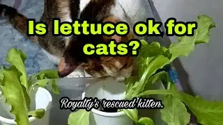 Is lettuce ok for cats? #lettuce #rescuedkitten #funnycatvideos #abuyogleyte