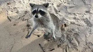 Visiting Raccoon Island in Miami and feeding Raccoons!
