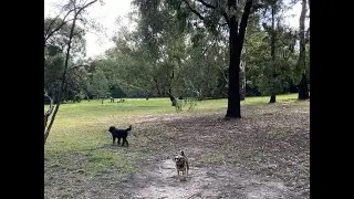 Hays Paddock Dog Off Leash Area (Kew East)
