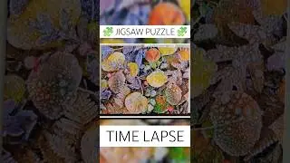 500 Piece Jigsaw Puzzle Time Lapse