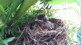 Linly Designs baby Robin