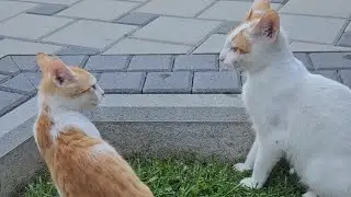 Funny Jessie&James play moments ❤️🐱❤️🐱