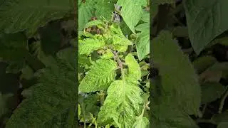 Love to Grow Plants 🪴 #shorts #trending #viralvideo #shortvideo #youtubeshorts #viral #short #trend