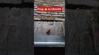 Puerto Rican in Utrecht Look a Dutch Sapo Concho! #frog #puertorico #nl  #utrecht #netherlands #pr