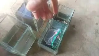 ganti air ikan cupang #video #viral #ikanhias #ikancupang #fish #vlog