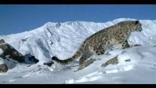 Make a Difference for Snow Leopards