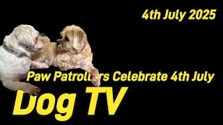 Dog TV | How did the Terriers Spend the 4th July 
