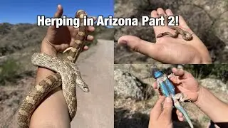 Field Herping by the Border in Southern AZ!