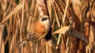 Penduline Tits in Somerset 2022 #1 4K