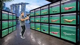 194 Aquariums FULL of Exotic Shrimp! Singapore Shrimp Store Tour (KW Shrimps)