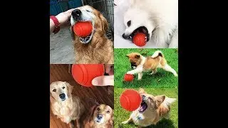 Dog Toy Rubber Ball Bite resistant Puppy Teddy Pitbull govady.com!