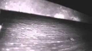 Spider escapes from bat house just in time - Audubon Starr Ranch Bats