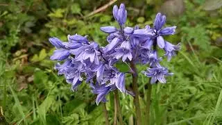 Unveiling the Mystical Charisma of Spanish Bluebells: A Cinematic Journey