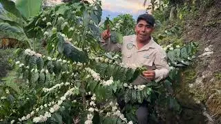 FINCA LA PRIMAVERA, variedades de café con pureza genética 