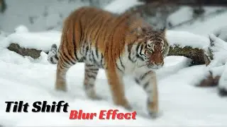How to Create a Tilt-Shift Blur Effect with HTML, CSS, and JavaScript!