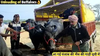Unloading of Buffaloes of Punjab in UP/यूपी में आ गई पंजाब की भैंस की गाड़ी/भैंस देखकर मज़ा आ जाएगा👌