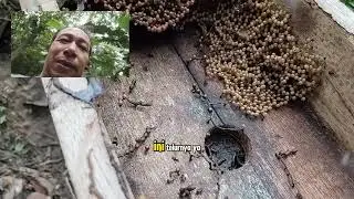 Memantau telur koloni tetragonula lavicep untuk di pecah#rumahkelulut#balikpapan 