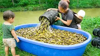 Fishing Skill: Harvesting 100kg Giant Loach During Heavy Rains and Floods to Sell at Market