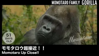 Момотаро Совсем Рядом – Весёлая семья горилл в Zoo Kyoto, Т. 58