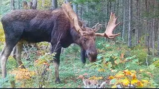 Wounded Giant Bull Moose | Maine Wildlife Trail Cameras