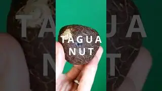 This is the plant based material that was used before plastic - TAGUA NUT