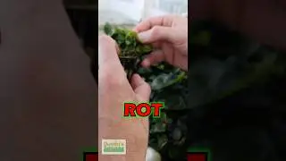 How To Fight Anubias Rot
