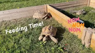 FEEDING day for the TORTOISES on the ranch.