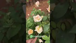 Seven Days Rose🌹 7736573708 @HomelyFeelGardens #roseplants #rose #roseflower #floweringplants