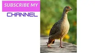 Teetar sound | Sound male teear oun rigtone Teetar sound efect kala Teetar sounds Teetar bird sounds
