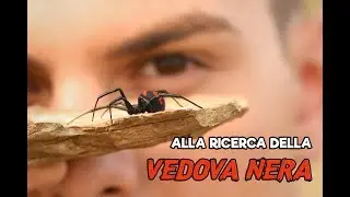 Alla ricerca della Vedova nera mediterranea (Latrodectus tredecimguttatus)