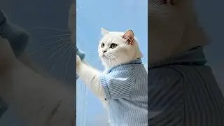 Satisfaction Guaranteed! Our Cat Cleaning Service Will Leave You SPEECHLESS! 😱 #Cat #Cartoon