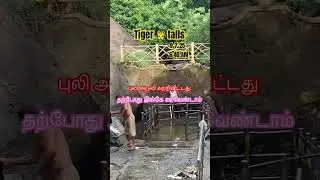 Tiger 🐯 falls live update #courtallam #tigerfalls #live #update #travel #season #trending #shorts