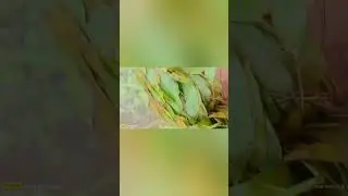 Kynduh Mawsiang Nongrep Lada Don Kine Ki Kynbat & Jah Kba Lada Heh Kine 9/7/2025