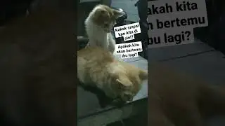 kucing oren yang terlantar #catlover  #kucinggemes  #kitten  #kucinglucu  #kucing #pets