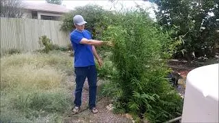 Bambusa Oldhamii Winter Cold Damage  Recovery Update Two