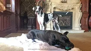 Funny Cat Is Amused By Great Danes Getting Into Mischief