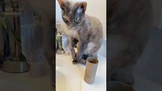 Maple is having no part of that cardboard tube. #catshorts #devonrexcat #catthings