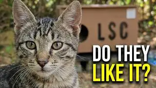 Let&rsquo;s Go See the Forest Kittens &ndash; How They Live in the New House We Built