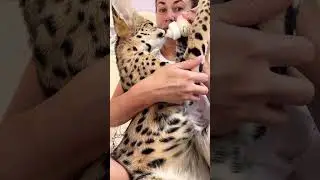 Bottle feeding a serval cat