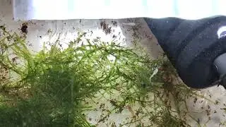 Oryzias Latipes ( Medakas)