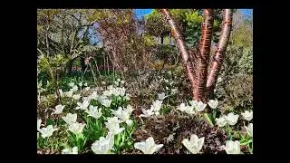 John's Garden at Ashwood