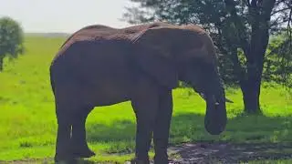 Day 5 of my 11-day safari in Tanzania 🇹🇿  Full Serengeti day | Four Seasons Safari Lodge