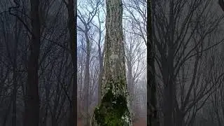 C&acirc;ntec de 2 feluri: și ploaie și păsări, rapsozi #blessings #nature #rain