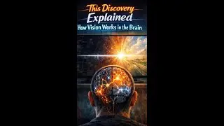 This Discovery Explained How Vision Works in the Brain #Neuroscience