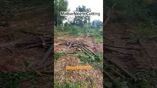 MalbarNeem/Meliadubia Cutting#buyer #wood #malbarneem #malbaryapa#eucalyptustrees  #cuttingskills