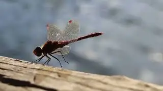 Leybourne Lakes Country Park Site Video