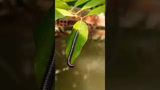#millipede Amazing Insect Hunting: My Best Finds This Week! Millipedes, Red Millipedes,